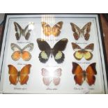 Case of butterflies (CITES approved)
