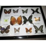 Collection of cased butterflies (CITES approved)