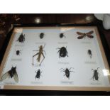 Case of insects (CITES approved)