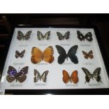 Case of butterflies (CITES approved)