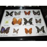 Case of butterflies (CITES approved)