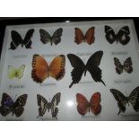 Case of butterflies (CITES approved )