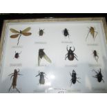 Case of insects (CITES approved)
