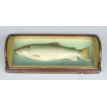 An early 20th century painted plaster model of a fish in a bowed mahogany case, 60cm wide.