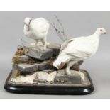 A taxidermy study of a pair of ptarmigan on a rockwork base.