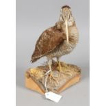 A taxidermy study of a woodcock.