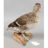 A taxidermy study of a teale.