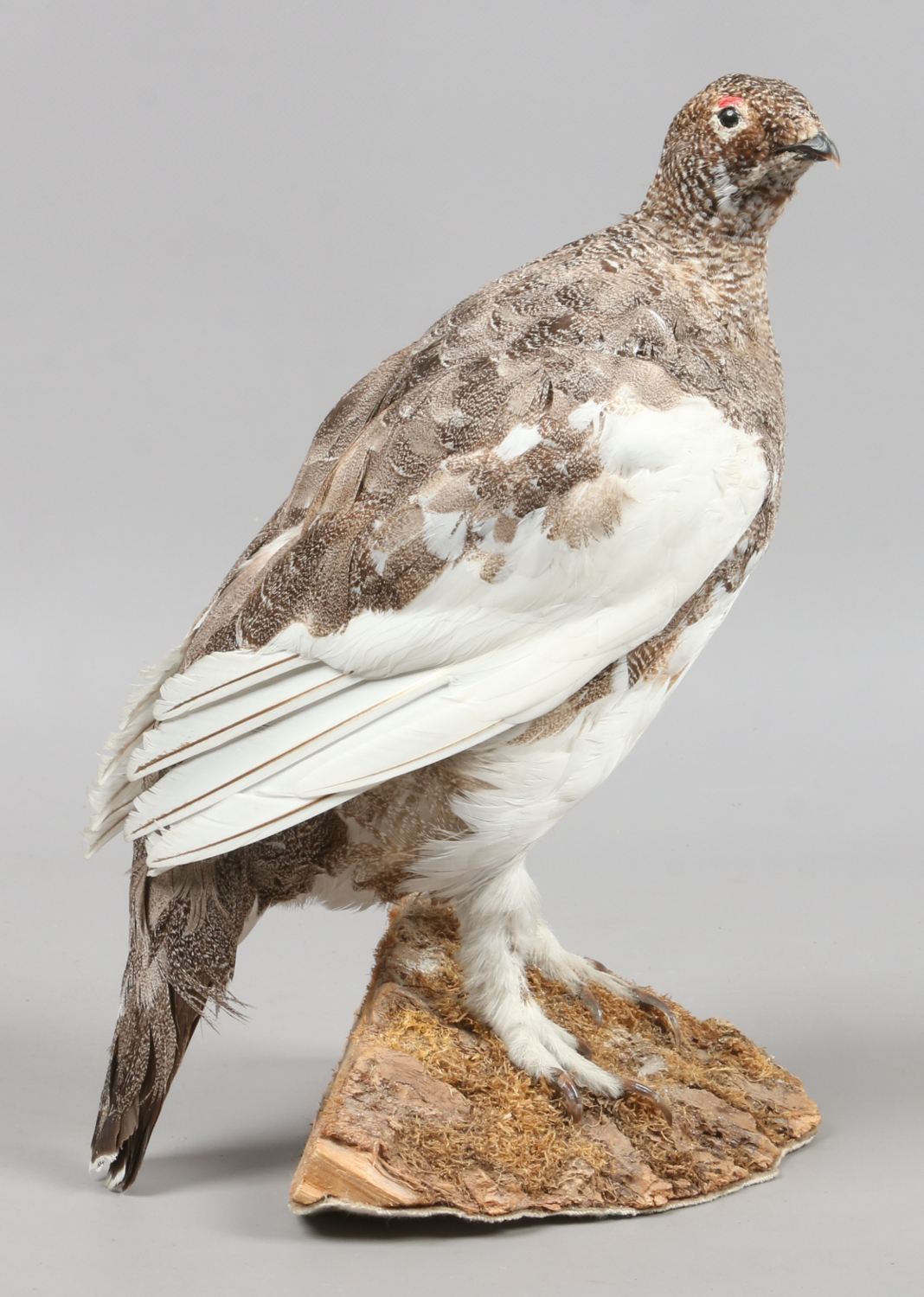 A taxidermy study of a ptarmigan.