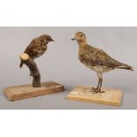 A taxidermy study of a golden plover, along with a taxidermy study of a thursh perched on a branch