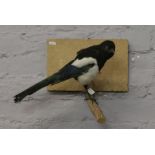 A taxidermy study of a magpie perched on a branch mounted on a wooden plaque.