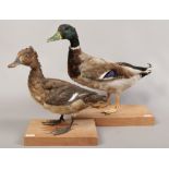 A taxidermy study of a mallard, along with a taxidermy study of a duck, both on wooden bases.