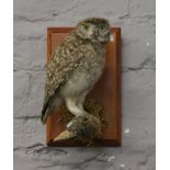 A taxidermy study of a little owl perched on a branch and mounted on wooden plaque.