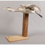 A taxidermy study of a grebe in flight mounted on wooden plinth.