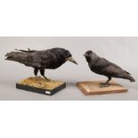 A taxidermy study of a crow on naturalistic base, along with a taxidermy study of a jackdaw on