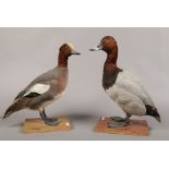 A taxidermy study of a pochard, along with a taxidermy study of a wigeon on wood bases.