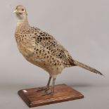 A taxidermy study of a hen pheasant raised on a stained pine plinth.