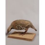 A taxidermy study of a French partridge on wooden base.
