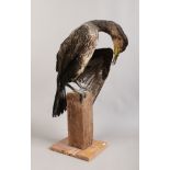 A taxidermy study of a cormorant on wood plinth.