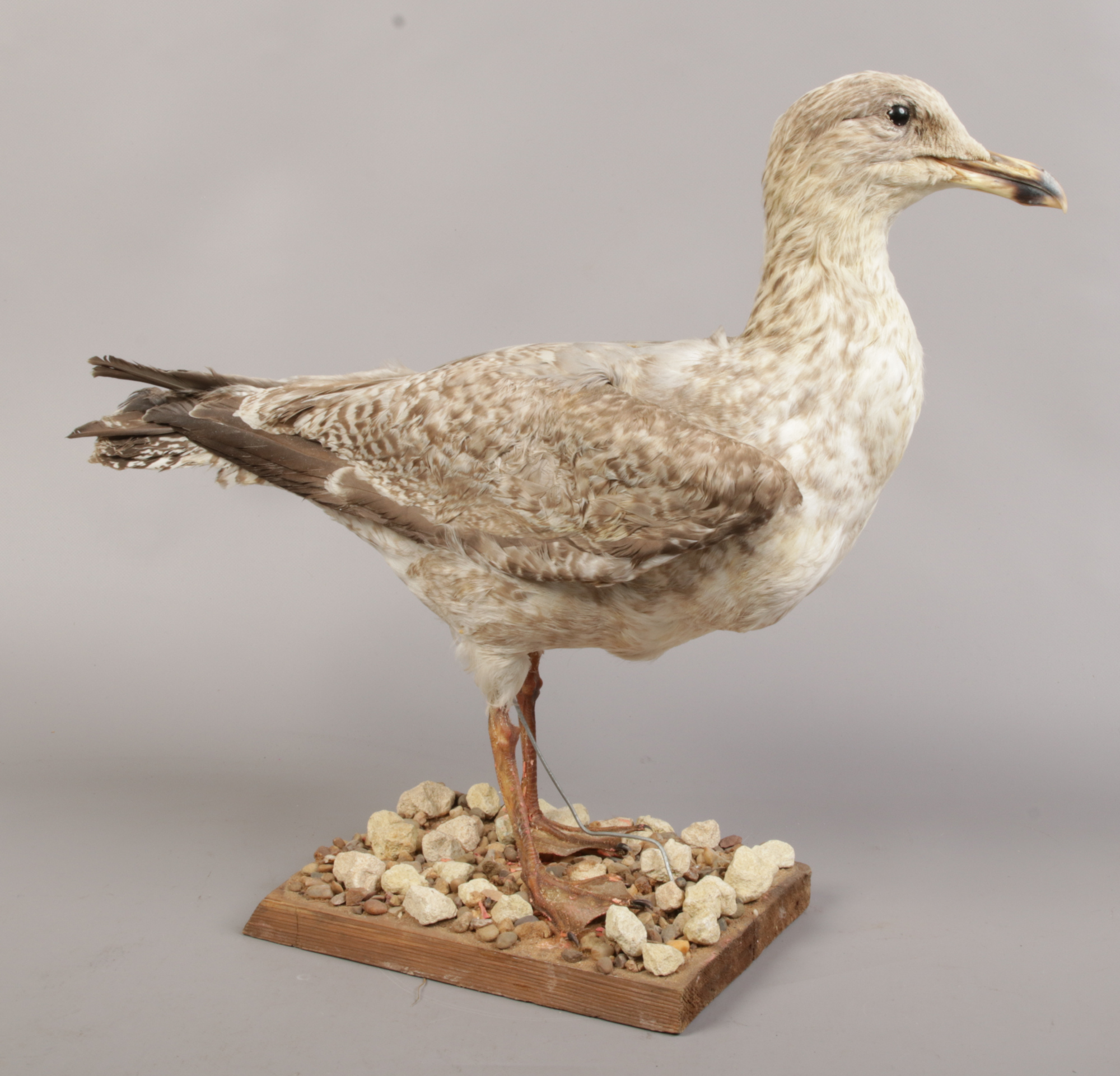 A taxidermy study of a herring gull mounted on naturalistic base.