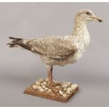 A taxidermy study of a herring gull mounted on naturalistic base.