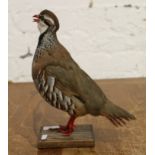 A taxidermy study of a French red leg partridge.