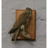 A taxidermy study of a kestrel perched on a branch mounted on a wooden plaque.