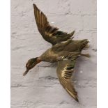 A taxidermy of a green winged teal in flight.