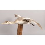 A taxidermy study of a grebe in flight mounted on wooden plinth.Condition report intended as a guide