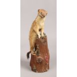 A taxidermy study of a weasel mounted on a log stand.Condition report intended as a guide only.