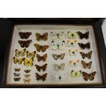 Case of butterflies