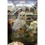 Victorian taxidermy owl and kingfisher under glass dome