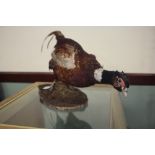 Taxidermy Pheasant