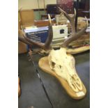 Antlers and skull