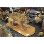 Taxidermy hare