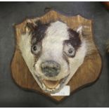 Taxidermy badger mask