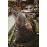 Taxidermy boar head