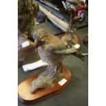 Taxidermy Jay