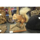 Taxidermy red squirrel