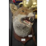 Taxidermy fox mask