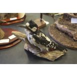 Two taxidermy birds