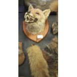 Taxidermy fox mask and brush