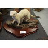 Taxidermy Ermine on plinth