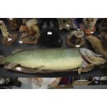 Taxidermy Pike