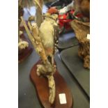 Taxidermy Greater Spotted Woodpecker
