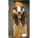 Taxidermy badger mask with paws and brush