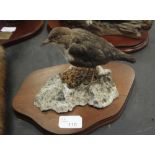 Taxidermy Dipper on plinth