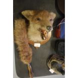 Taxidermy fox mask and brush