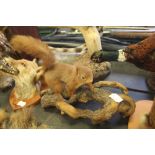 Taxidermy red squirrel