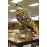 Taxidermy Reeves Pheasant