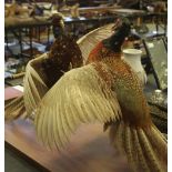 Pair of taxidermy fighting cock pheasants